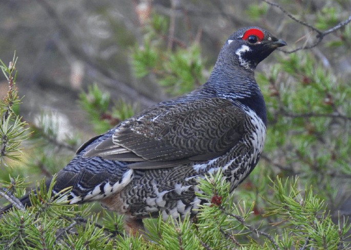 A photograph of a Male Spruce Grouse.