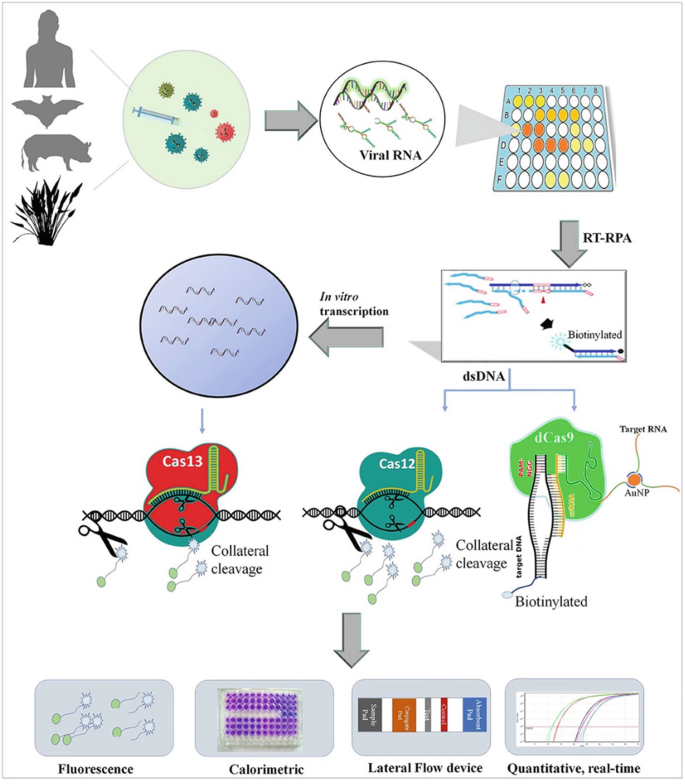 Knockout! A CRISPR/Cas Gene Targeting Lab – miniPCR bio