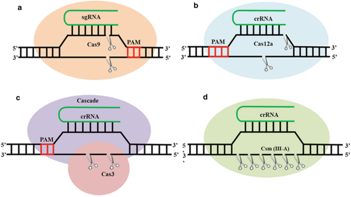 Knockout! A CRISPR/Cas Gene Targeting Lab – miniPCR bio