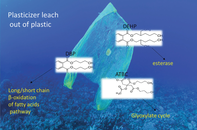 Benzotriazole UV Stabilizers (BUVSs) in the Environment: Much More than an  Emerging Contaminant of Concern