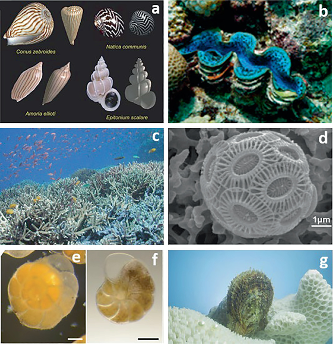 A set of 7 photographs depicts the organism in the marine environment.