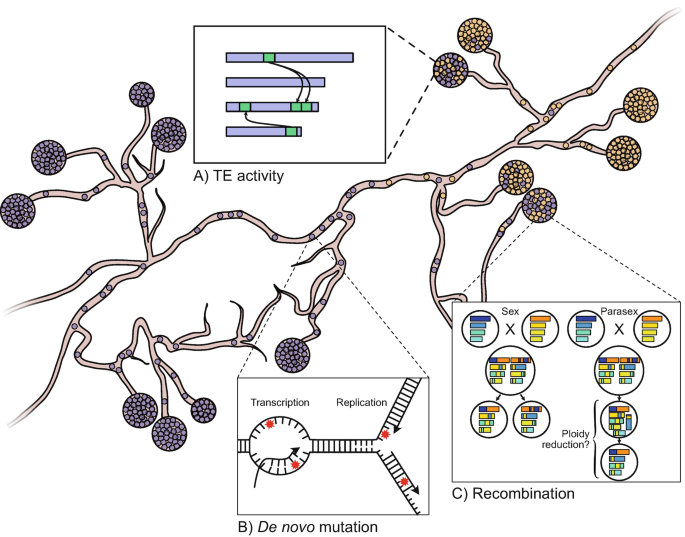 The three model diagrams depict the T E activity, De novo mutation which contains transcription, and replication, and recombination contains sex, para sex, and ploidy reduction.