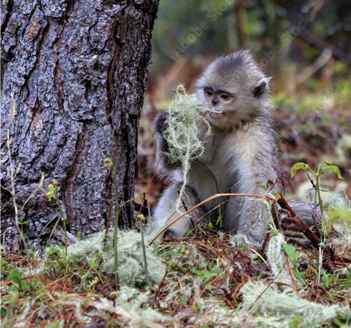 A photograph of the Yunnan black snub-nosed monkey feeding on usnea longissima under the branch of the tree.