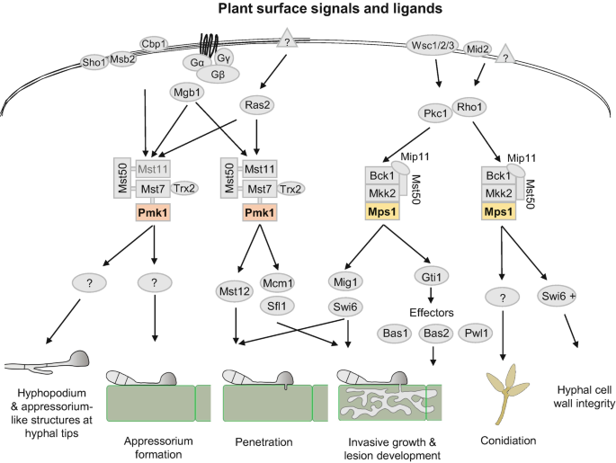 An illustration of plant surface signals and ligands. It presents the p m k 1 and M p s 1 functions.