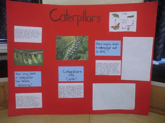 An image of a handmade project is on the topic of caterpillars. It is made up of twelve small sheets, which include two pictures of caterpillars, one cycle diagram, seven written descriptions, and two blank sheets.