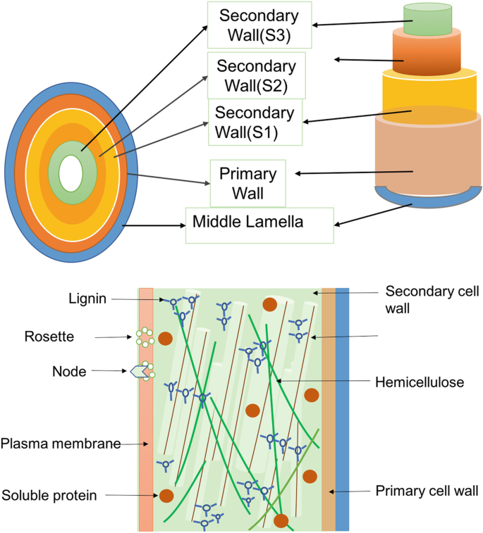 An illustration of the primary structure of the cell wall includes the middle lamella, primary wall, secondary wall S 1, S 2, and S 3. A bottom schematic represents the secondary structure, which has lignin, rosette, node, hemicellulose, and more.