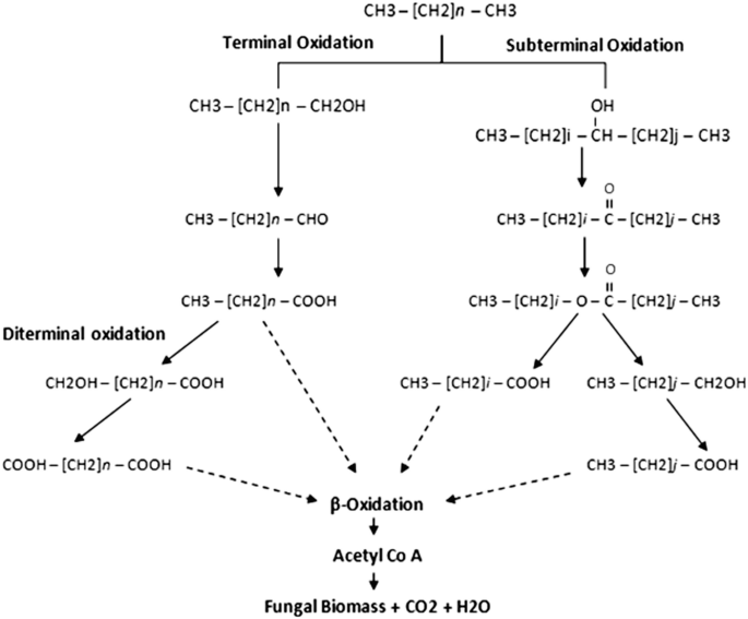 A flow diagram of the degradation of the n- alkane. The label substances are terminal oxidation, subterminal oxidation, beta-oxidation, acetyl C o A, and fungal biomass plus carbon dioxide plus water.