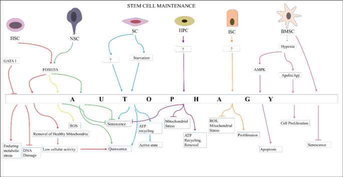 An illustration depicts the maintenance of stem cells of autophagy. H S C, S C, N S C, H P C, I S C, and B M S C is various parts that are further divided into sub-divisions.