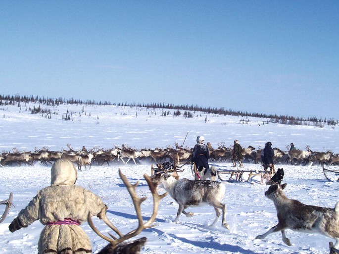 A photograph of men in fur clothes herding reindeer in a snow-covered area.
