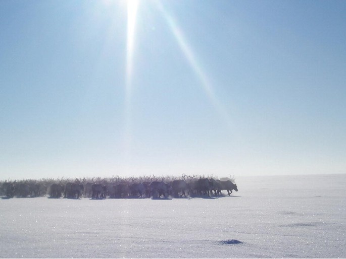 A photograph of a large herd of Nenets reindeer in a snow-covered area. The sky is clear with the shining sun above.