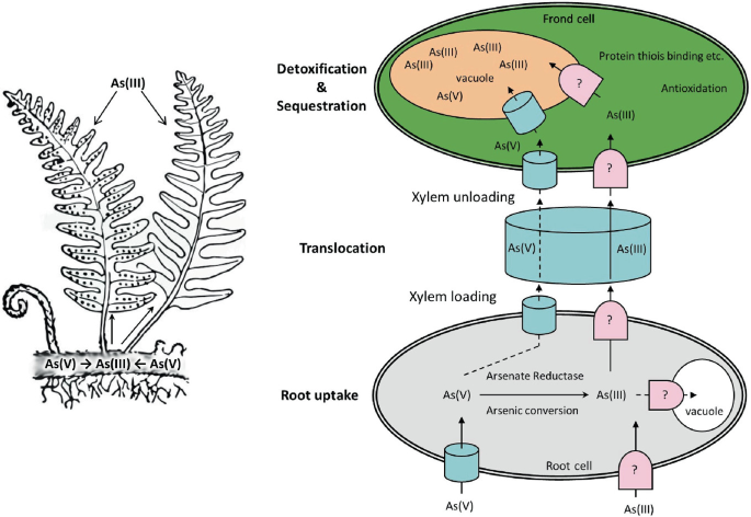 A sketch of the fern on the left and the schema of different functions of fern cell on the right. The major functions include root uptake, translocation, detoxification and sequestration.