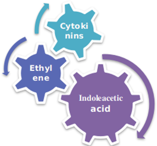 A cyclic diagram represents three plant hormones, namely, ethylene, cytokinins, and indoleacetic acid.