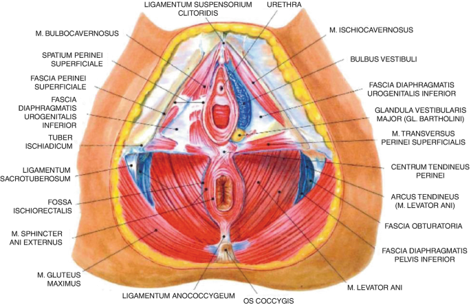 A diagram of the pelvic floor of a female with all the parts labeled.