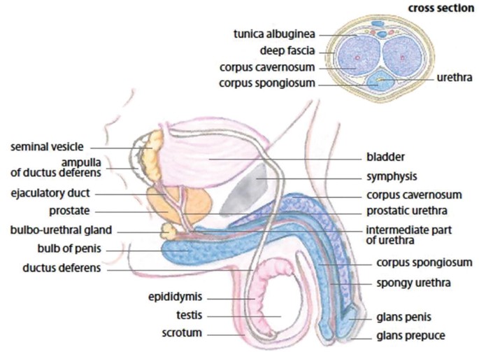 A diagram of the male anatomy, where all the parts including the bladder, symphysis, spongy urethra, bulb of the penis, prostate, seminal vesicle, deep fascia, and urethra are labeled.