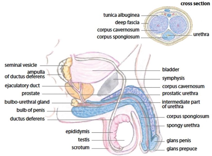 Relevant Sexual Anatomy, Physiology and Endocrinology | Springer Nature Link
