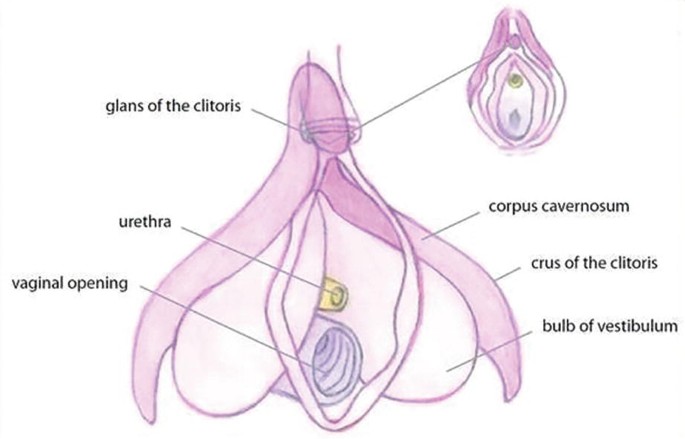 A diagram of the structure of the female anatomy of the clitoris, where the corpus cavernosum, crus of the clitoris, bulb of the vestibulum, vaginal opening, urethra, and glans of the clitoris are labeled.