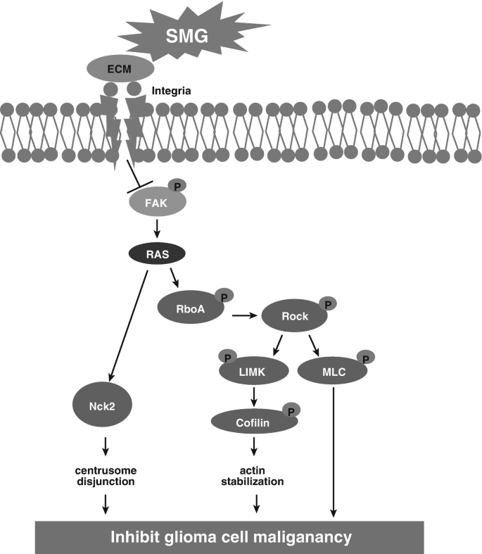 A model diagram depicts tumor suppressions, which includes S M G, E C M, Integria, F A K, R A S, centrusome disjunction, actin stabilization, inhibit glioma cell malignancy,