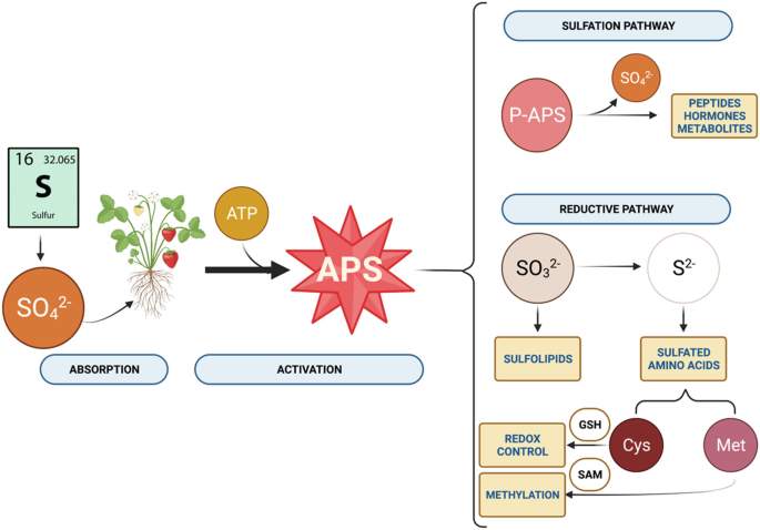 Sulfur-Containing Compounds from Plants | Springer Nature Link