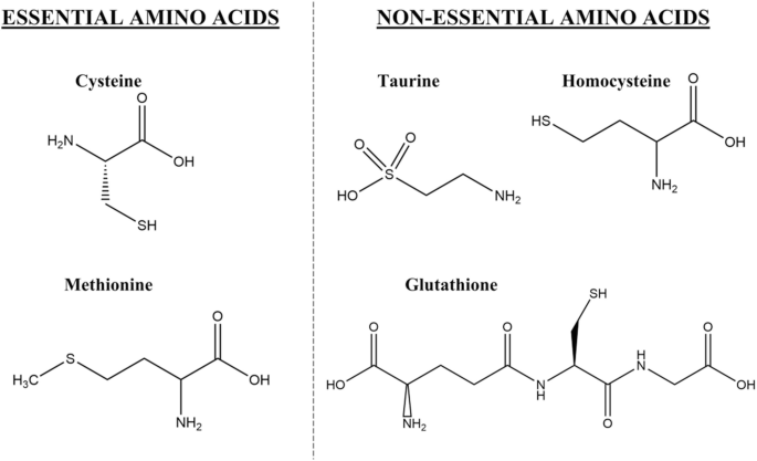does glutathione contain sulfur Gamma-Glutamylcysteine | Endogenous Metabolite | Natural main image 1