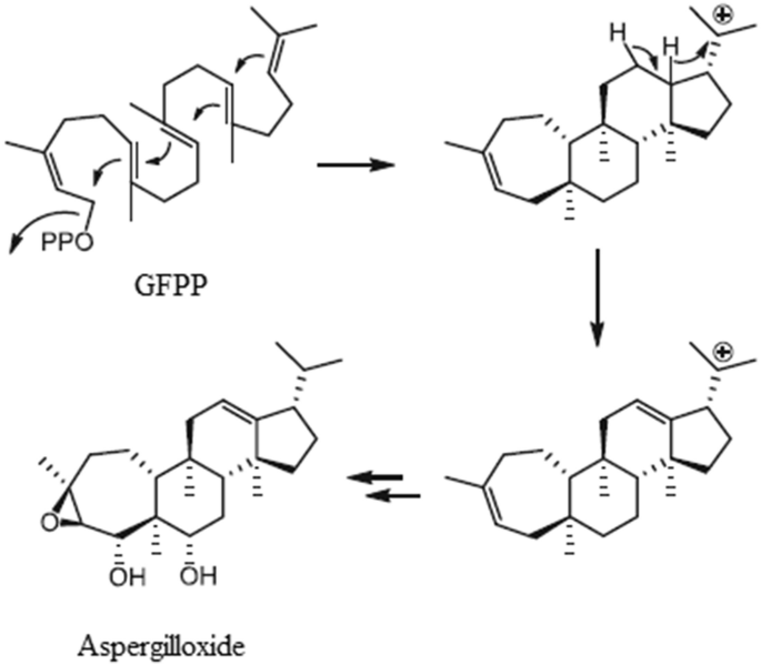 G F P P gives a structure with benzene rings and H groups which finally yields aspergilloxide with O H and O groups.