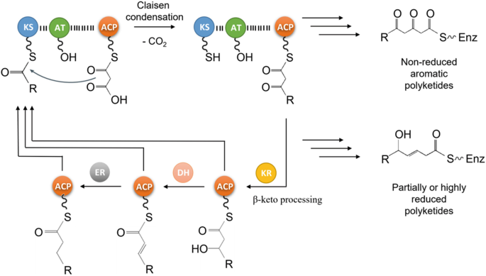 Two reactions of Claisen condensation and beta-keto processing yield non-reduced aromatic polyketides and partially or highly reduced aromatic polyketides, respectively.