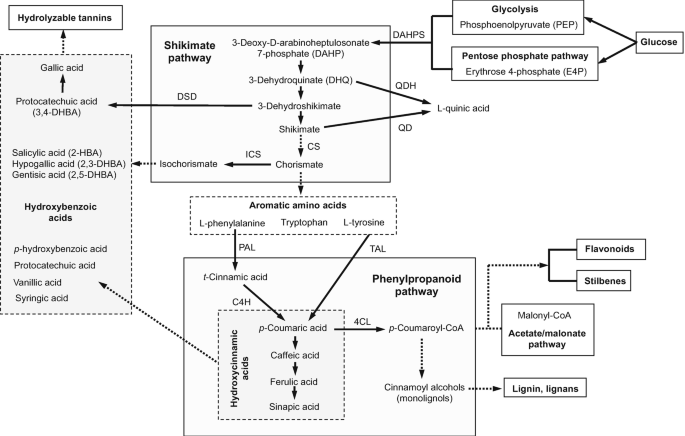 A schematic diagram illustrates the phases and stages of the shikimate and general phenylpropanoid pathways.