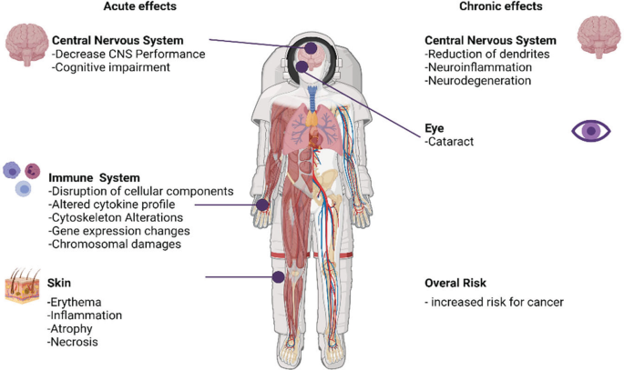 A diagram of an astronaut lists the radiogenic acute effects in central nervous system, immune system, and skin, and chronic effects in central nervous system, eye, and overall risk.
