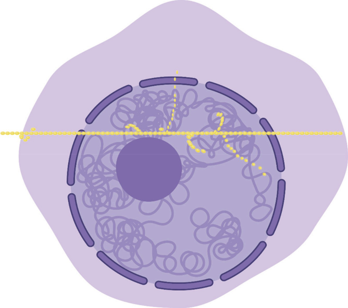 A diagram of a cell depicts a prominent nucleus with nucleolus, chromatin, and nuclear membrane. The passage of F e 56 ion depicts many breaches in the chromatin material.