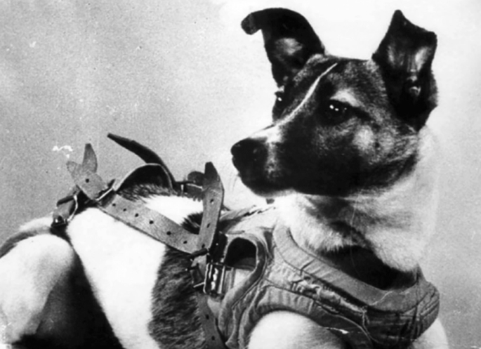 A photograph of Laika, a Soviet space dog who was one of the first animals in space and the first to orbit the Earth.