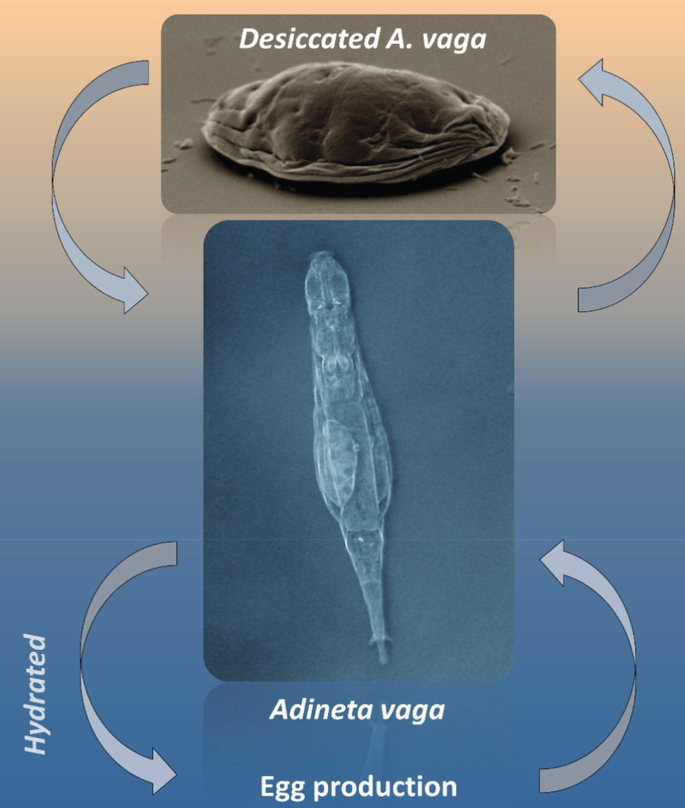 Two photographs of Adineta vaga depict the difference in the size and shape of its hydrated and desiccated forms. Egg production occurs in the hydrated form.