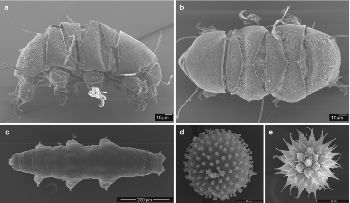 A set of 5 micrographs depicts the structural features of Echiniscus testudo, Paramacrobiotus areolatus, and the eggs of Macrobiotus kamilae and Paramacrobiotus areolatus.