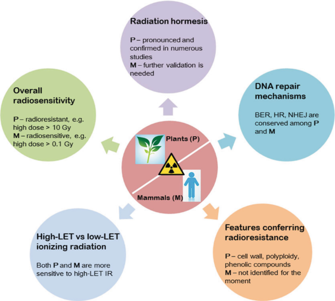 An illustration depicts radiation hormesis, radiosensitivity, D N A repair mechanisms, high versus low L E T ionizing radiation, features conferring radio resistance in irradiated plants and mammals.