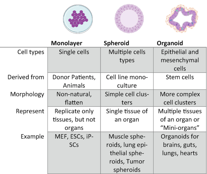 A table depicts the cell types, derived from, morphology, represent, and examples of monolayer, spheroid, and organoid, with corresponding diagrams.