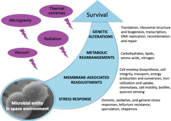 An illustration describes the stress response, membrane-associated readjustments, metabolic rearrangements, and genetic alterations for the survival of microbial entity in space environment.