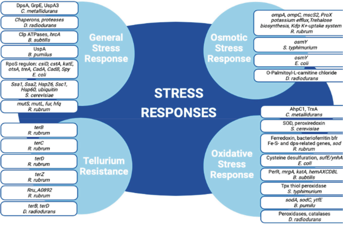 An illustration lists the genes and proteins expressed in different microbes during general stress response, osmotic stress response, tellurium resistance, and oxidative stress response in space.