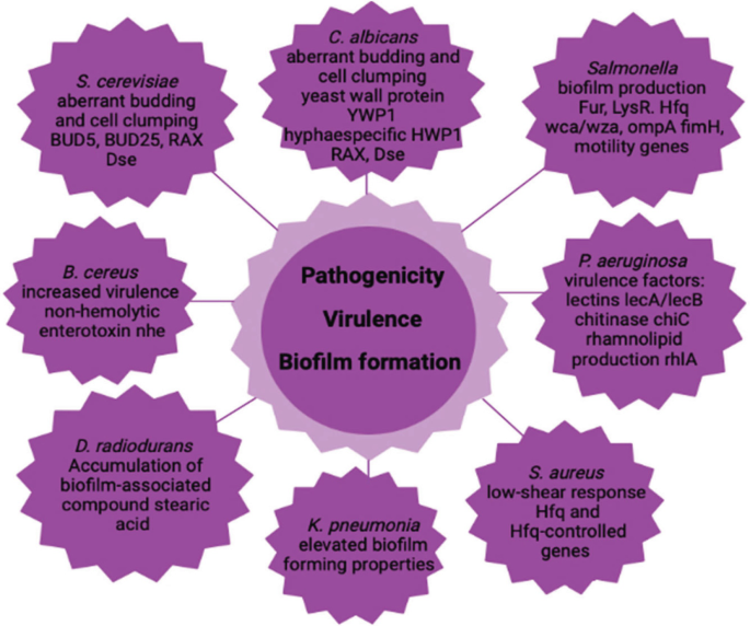 An illustration lists factors of pathogenicity, virulence, and biofilm formation in space by K. pneumonia, S. aureus, D. radiodurans, B. cereus, P. aeruginosa, S. cerevisiae, C. albicans, Salmonella.