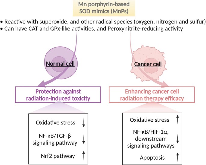 An illustration of the effect of M n porphyrin based S O D mimics, M n Ps, on normal cells and cancer cells Normal cells: Protection against radiation induced toxicity. Cancer cell: Enhancing cancer cell radiation therapy efficacy.