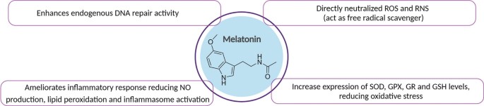 An illustration of the properties of melatonin. Melatonin enhances endogenous D N A repair activity, directly neutralized R O S and R N S and acts as free radical scavenger, ameliorates inflammatory response, and increases expression of antioxidant levels, reducing oxidative stress.