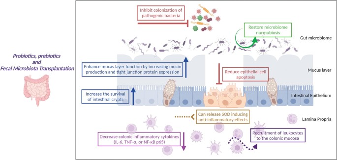 An illustration of the effect of probiotics, prebiotics, and fecal microbiota transplantation. The effects include inhibition, restoration, enhancement, reduction, increase, decrease, release, and recruitment.