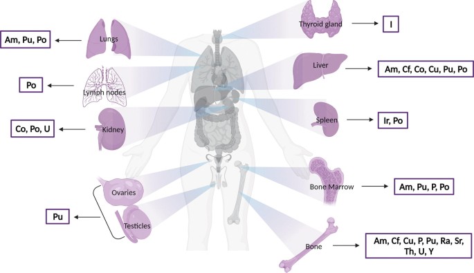 An illustration of isotopes in different parts of the body. Lungs: A m, P u, P o. Lymph nodes: P o. Kidney: C o, P o, U. Ovaries and testicles: P u. Thyroid gland: I. Liver: A m, C f, C o, P u, P o. Spleen: I r, P o. Bone marrow: A m, P u, P, P o. Bone: A m, C f, C u, P, P u, R a, S e, T h, U, Y.