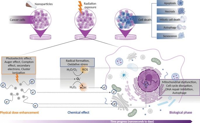 An illustration of the effect of nanoparticles and radio exposure on cancer cells. The effects are physical dose enhancement, chemical effects, and biological changes, eventually leading to cell death, such as apoptosis, necrosis, mitotic cell death, autophagy, and senescence.