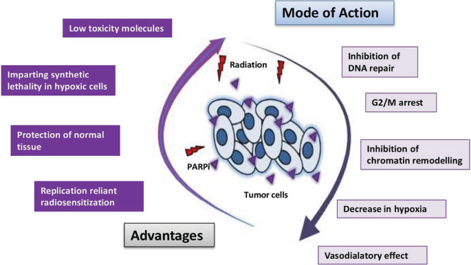 An illustration of modes of action and advantages. Mode of action: Inhibition of D N A repair and chromatin remodeling, G 2 M arrest, decrease in hypoxia, and vasodilatory effect. Advantages: Replication, protection of normal tissue, impairing synthetic lethality, and low toxicity molecules.