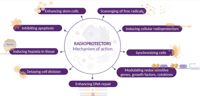 An illustration of actions of radioprotectors. They are: scavenge free radicals, induce cellular radioprotectors and hypoxia in tissues, synchronize cells, modulate redox sensitive genes, growth factors, and cytokines, enhance D N A repair and stem cells, delay cell division, and inhibit apoptosis.