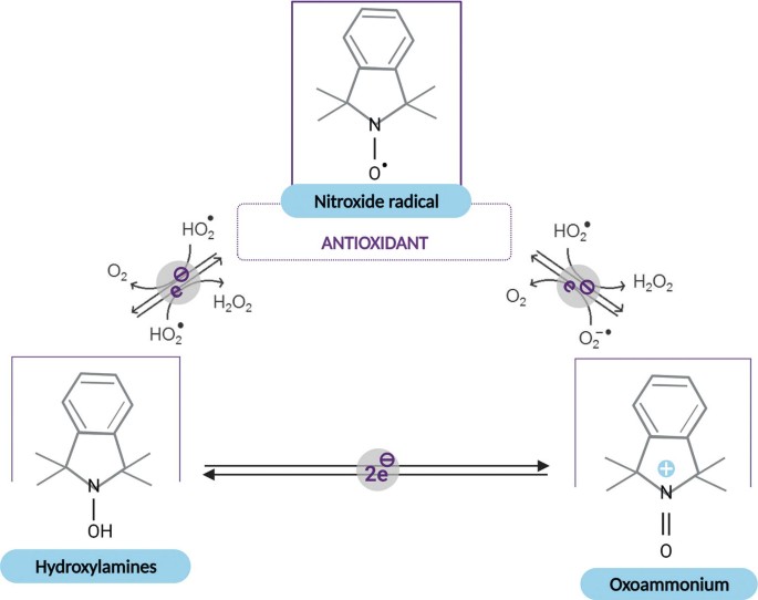 An illustration of oxidative and reductive reversible chemical processes. Hydroxylamines form oxoammonium with the loss of two electrons. Hydroxylamines and oxoammonium form nitroxide radicals, an antioxidant, with the loss of one electron.