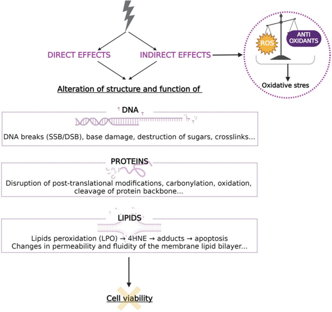 A diagram depicts the direct and indirect effects of oxidative stress on the structure and function of D N A, proteins, and lipids. The altered biomolecules affect cell viability.