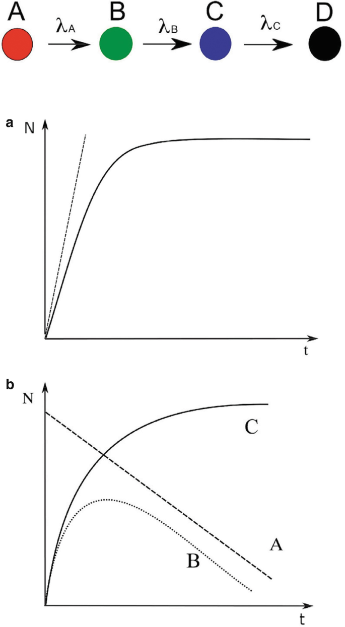A flow diagram and 2 graphs. A diagram depicts the decay of A to B to C to D, with lambda A, lambda B, and lambda C as decay constants. a and b plot N versus t. a. 2 follow an increasing trend. b. Curve A slopes downward, curve B follows a right-skewed trend, and curve C follows an increasing trend.