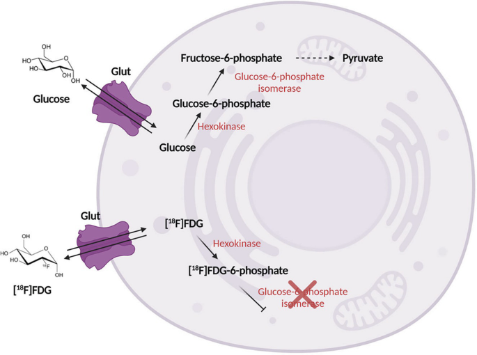 A set of reactions in a cell depicts the conversion of glucose to pyruvate and also F D G to F D G 6 phosphate, which inhibits the synthesis of glucose-6-phosphate isomerase.