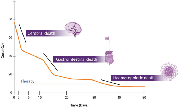 A line graph of dose versus time plots a baseline for therapy. A declining curve with phases of cerebral death, gastrointestinal death, and hematopoietic death.