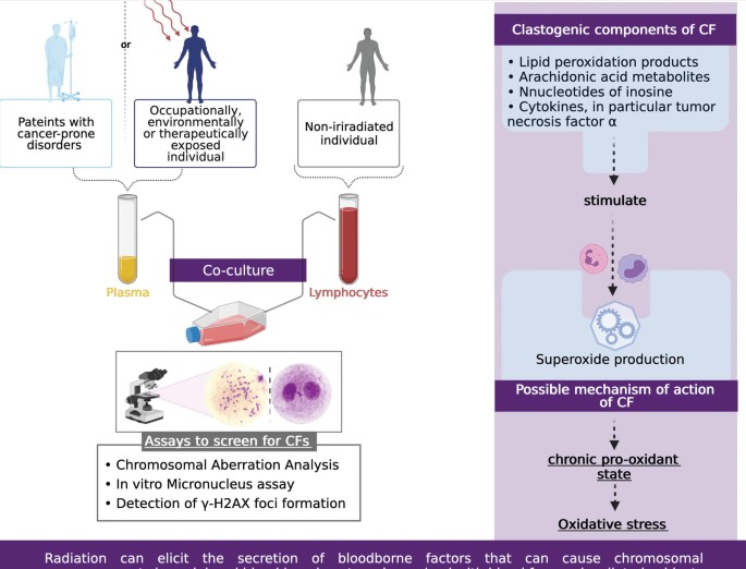 2 flow diagrams depict the assays to screen for clastogenic factors, components of clastogenic factors, and possible mechanisms of action of clastogenic factors.