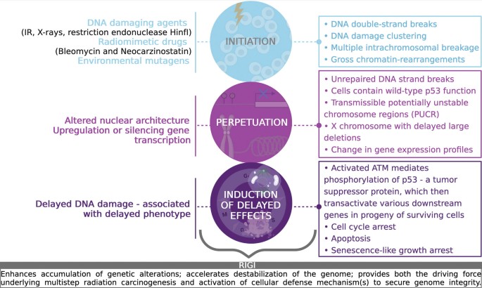 An illustration describes several factors and their corresponding effects during the initiation, perpetuation, and induction of delayed effects in RIGI.
